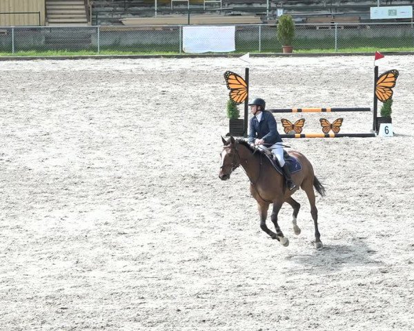 Reitturnier Schaffhausen 2021