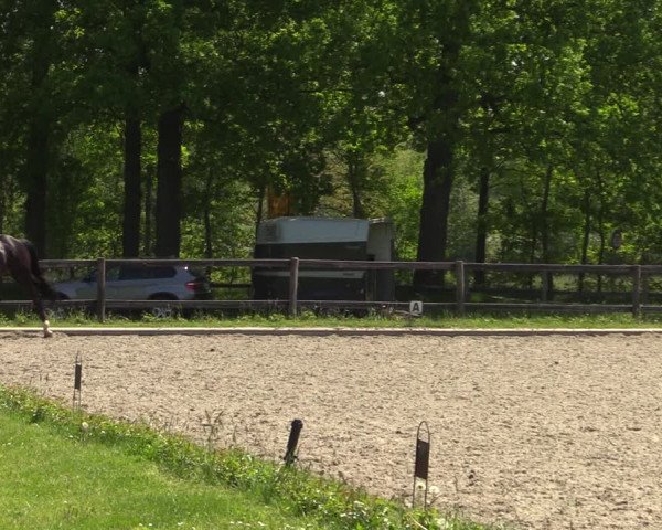 Reitturnier Schwanewede 2021