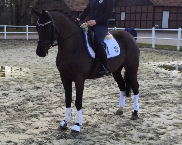 dressage horse Grace B (German Riding Pony, 2009, from Voyage)