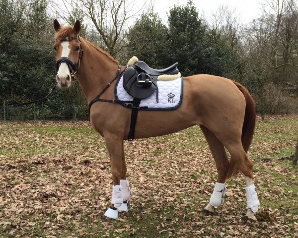 Pferd Merian (Deutsches Reitpony, 2010, von Manchester)