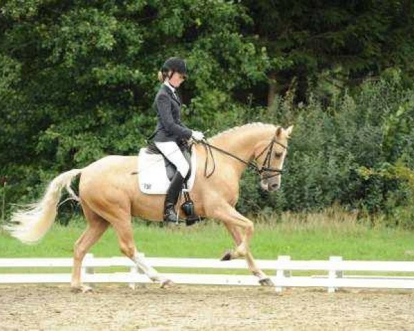 dressage horse Nobilis 14 (German Riding Pony, 2006, from Nacromancer inthe dark)
