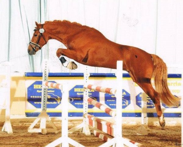 dressage horse Nacrostar (German Riding Pony, 2009, from Nacromancer inthe dark)
