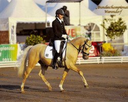 dressage horse Nacromancer's Pride (German Riding Pony, 2008, from Nacromancer inthe dark)