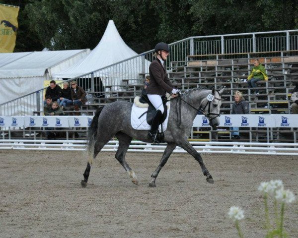 Zuchtstute Ochtenhusen's M (Deutsches Reitpony, 2006, von Nacromancer inthe dark)