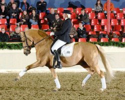stallion Nacromancer inthe dark (German Riding Pony, 1998, from Nightstar)