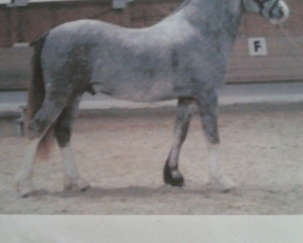Dressurpferd Mentos (Welsh-Cob (Sek. D), 2008, von Meisterhof's Mo) Dressurpferd Mentos (Welsh-Cob (Sek. D), 2008, von Meisterhof's Mo)