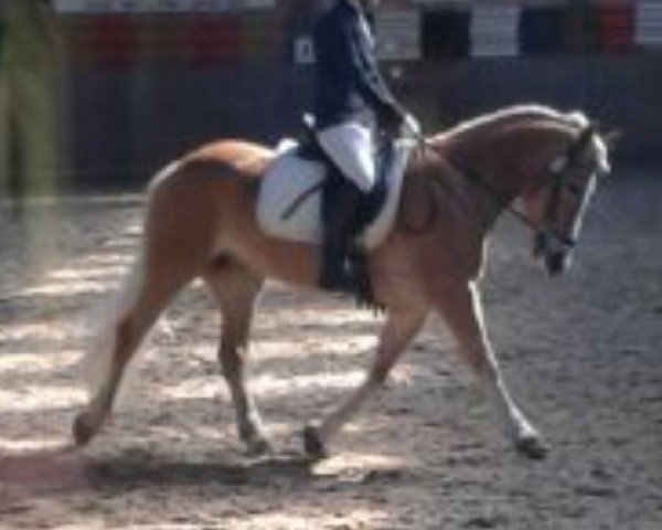 dressage horse Scharin (Haflinger, 2006, from Sonthofen (0,39% ox))