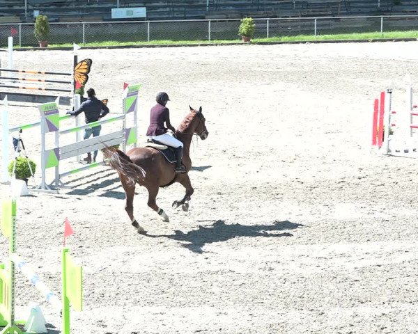 Reitturnier Schaffhausen 2021