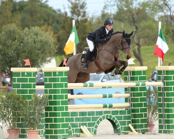 jumper Bling Bling 2 (KWPN (Royal Dutch Sporthorse), 2006, from Hbc Regilio) jumper Bling Bling 2 (KWPN (Royal Dutch Sporthorse), 2006, from Hbc Regilio)