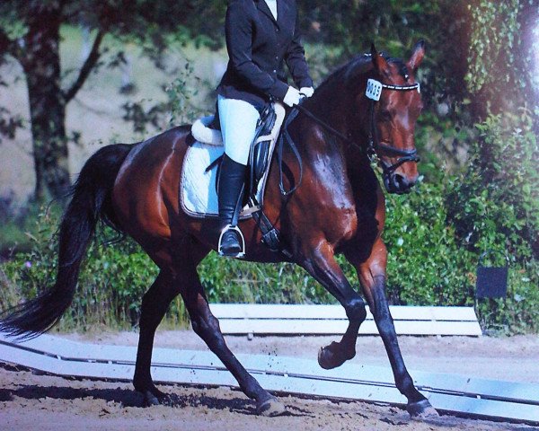 broodmare Arabella (Hanoverian, 1995, from Aarking xx)
