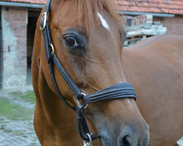 Pferd Darlina Lady (Deutsches Reitpony, 1996, von Dornik B)