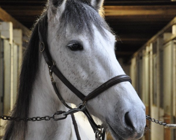Pferd Latina Cen (Pura Raza Espanola (PRE), 2007, von Rondeno IX)