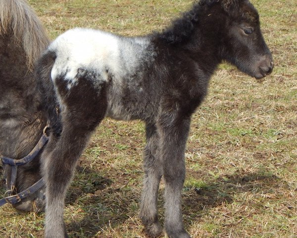 stallion Ferrari vom Wertachtal (German Classic Pony, 2015, from Fabian)