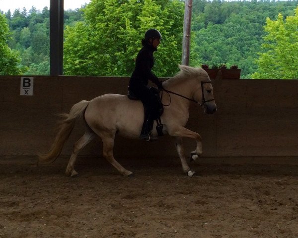 horse Sany (Fjord Horse, 2010, from Kelvin)