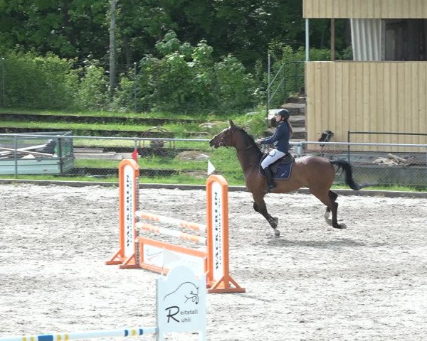 Reitturnier Schaffhausen 2021