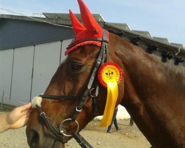 jumper Robinson 105 (Hanoverian, 1995, from Rabino)