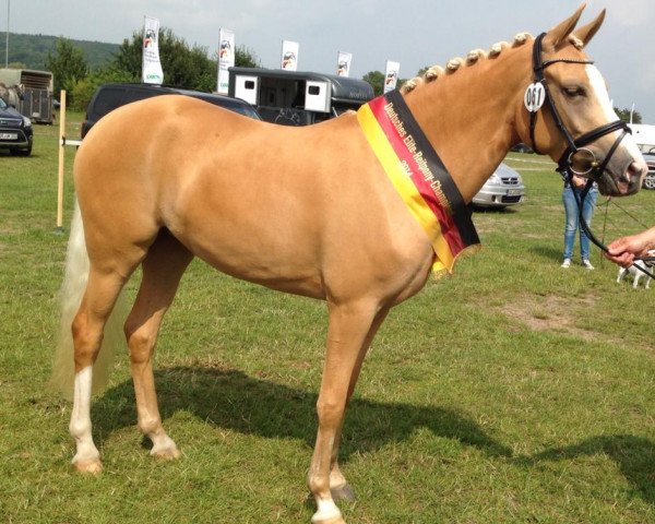 broodmare Caty Perry (German Riding Pony, 2011, from NK Cyrill)
