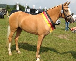 broodmare Caty Perry (German Riding Pony, 2011, from NK Cyrill)