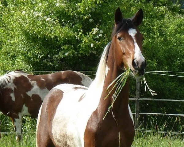 horse Salt 'N Pepper (German Sport Horse, 2012, from Samenco II K)