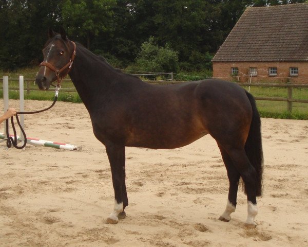 Zuchtstute Pepper Ann 19 (Westfale, 2001, von Potential)