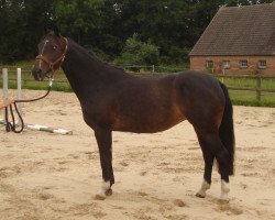 broodmare Pepper Ann 19 (Westphalian, 2001, from Potential)