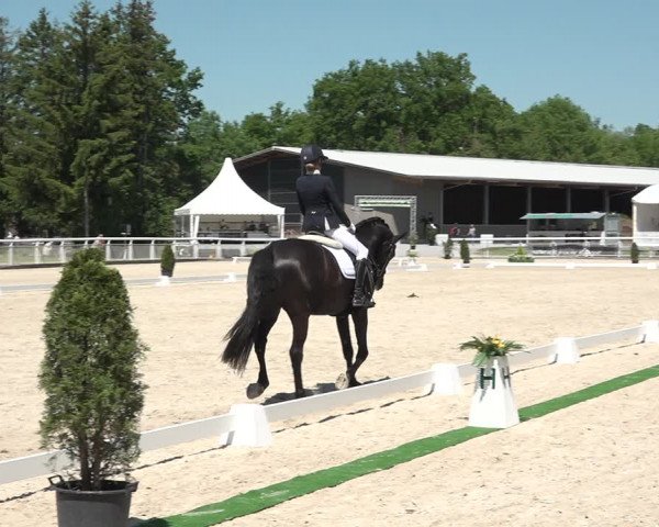 Reitturnier Dielsdorf, Horsepark 2021
