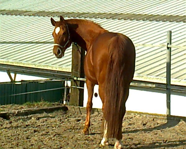 broodmare Ayleen Red (Westphalian, 1998, from Artwig)