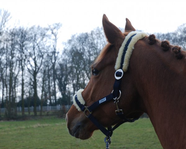 dressage horse Königstreue (Trakehner, 2010, from Adamello)