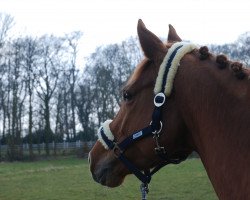 dressage horse Königstreue (Trakehner, 2010, from Adamello)