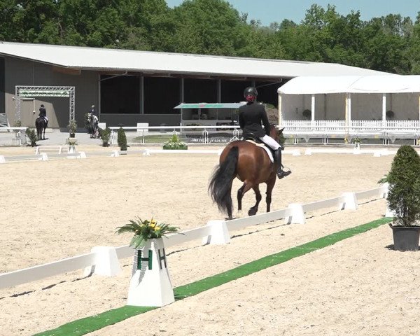 Reitturnier Dielsdorf, Horsepark 2021