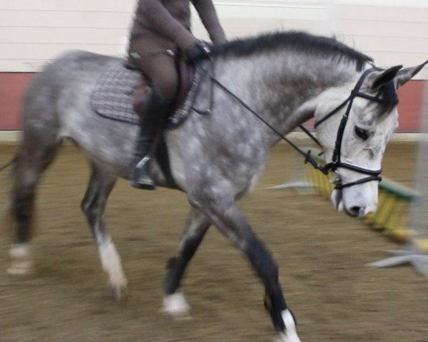 Springpferd Fayence Blue (KWPN (Niederländisches Warmblut), 2010, von Zirocco Blue)