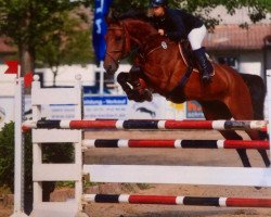 jumper Aha S (Hessian Warmblood, 2006, from Albatros 86)