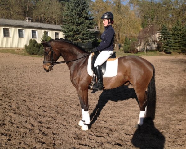 Pferd Sandmann (Tschechisches Warmblut, 2009, von Sandreo)