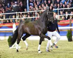 Deckhengst Toliva (Oldenburger, 2012, von Totilas)