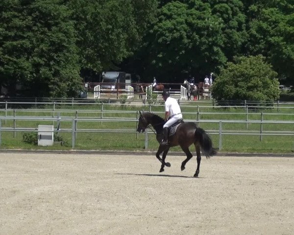 Reitturnier Langenfeld - Gut Langfort 2021