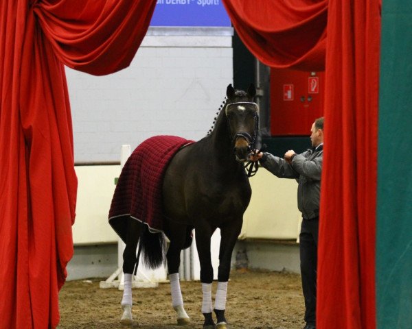 stallion Romanesque (Oldenburg, 2011, from Blue Hors Romanov)