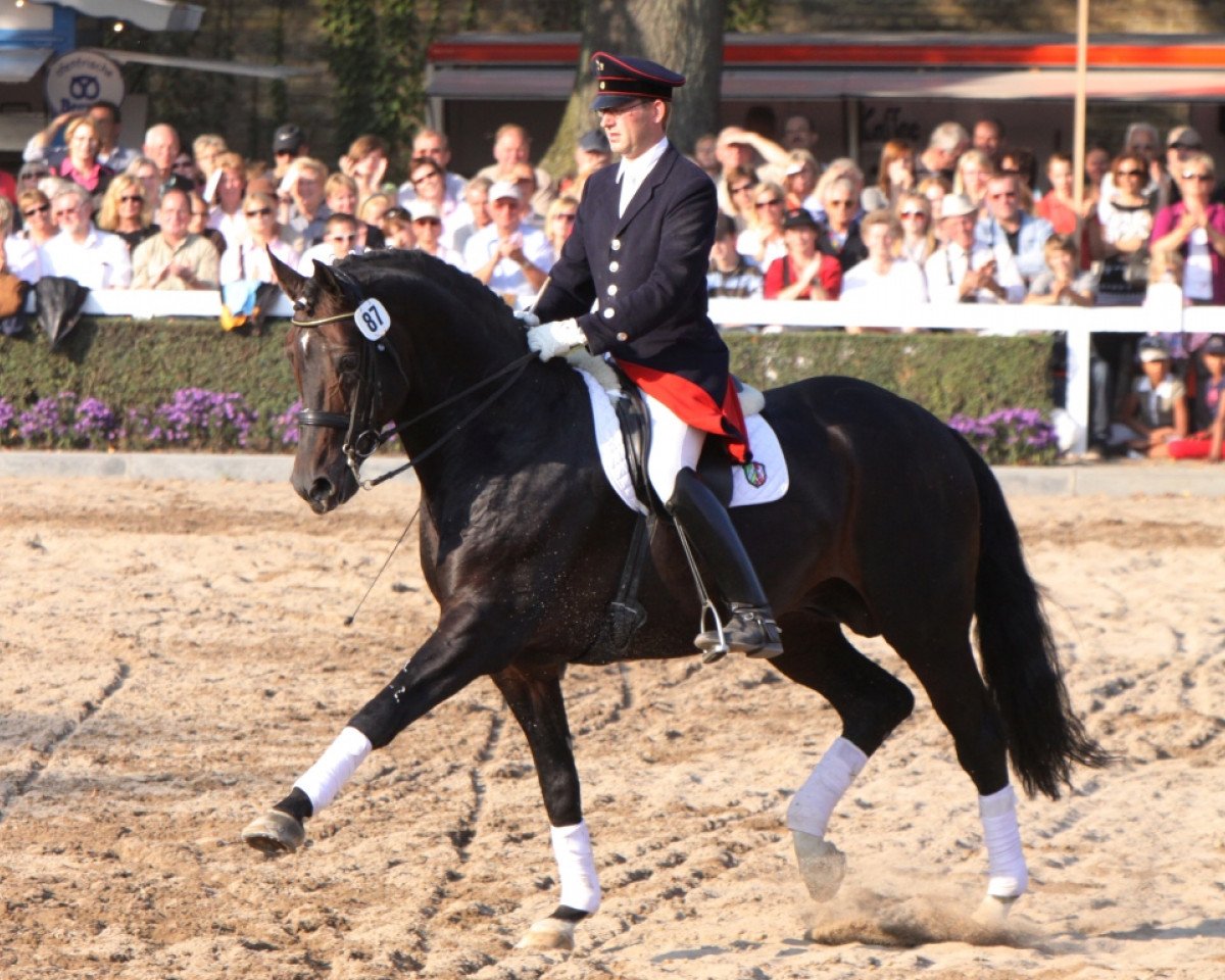 Deckhengst Riccio (Westfale, 2001, von Riccione)