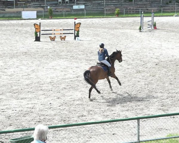 Reitturnier Schaffhausen 2021