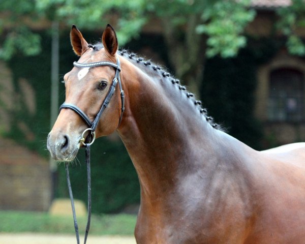stallion Pilothago Dxb (Swedish Warmblood, 2010, from Pilot)