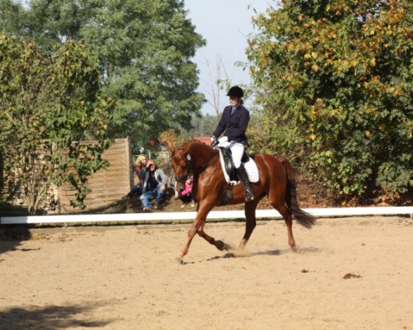 Dressurpferd Halbmond (Trakehner, 2009, von Ostermond)