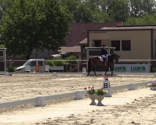 Reitturnier Nienberge-Schonebeck 2021