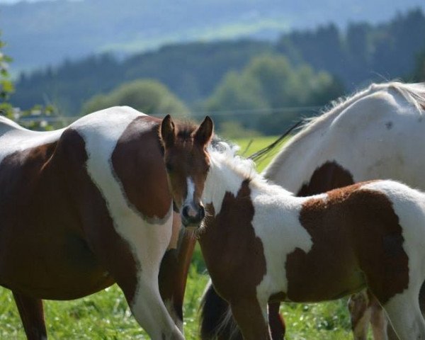 horse Ravell (Lewitzer, 2014, from Romeo)