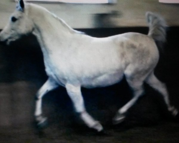 broodmare Farani (Arabian purebred, 2005, from Nagadir ox)