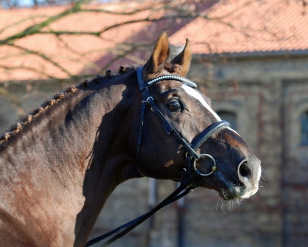 stallion Floribot (Westphalian, 2000, from Florestan I)
