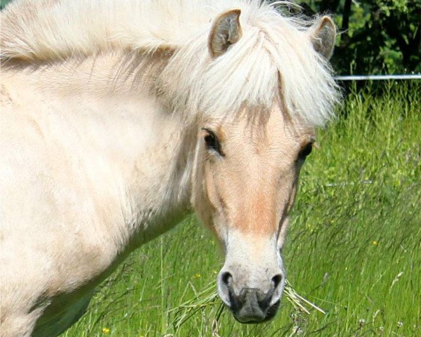 horse Kiandor (Fjord Horse, 2013, from Kelvin)