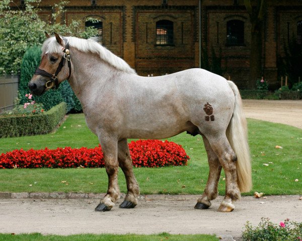 Deckhengst Emilio (Rheinisch-Deutsches Kaltblut, 2006, von Ed Oskar) Deckhengst Emilio (Rheinisch-Deutsches Kaltblut, 2006, von Ed Oskar)