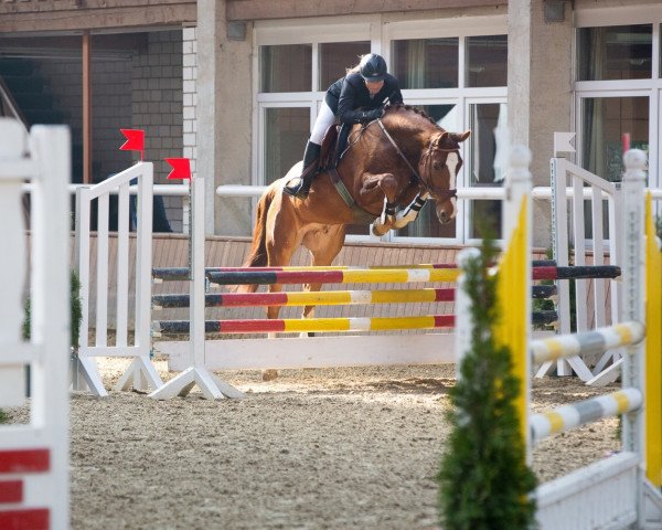 Springpferd Quinteron (Westfale, 2009, von Quicksilber)