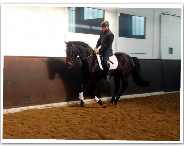 horse Belamie (Oldenburg, 2011, from Belstaff)