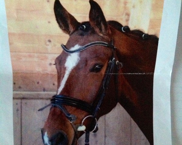 broodmare Sintra (German Sport Horse, 2006, from Pessoa VDL)