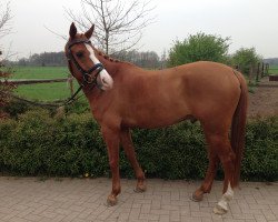 jumper Bayon van de Haandpaol (Nederlands Rijpaarden en Pony, 2005, from Bokkesprong Czardas)